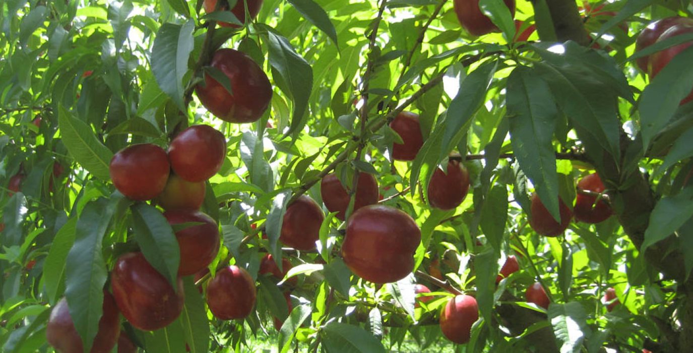 Plantación frutícola en Aragón.