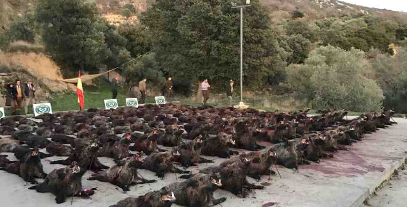 Resultado de una montería en Bastarás.