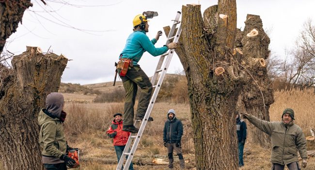 A ESCAMONDAR jornada de conservación ambiental donde se apuesta por la cultura del árbol trasmocho 1