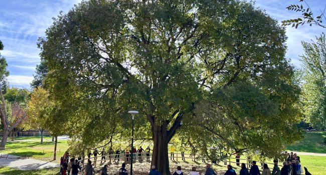 Abrazo vecinal al almez -litonero, en aragonés- del Parque Bruil de Zaragoza.
