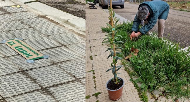 Alagón en Común critica que se multe al Colectivo ReaccionA por plantar árboles en alcorques vacíos