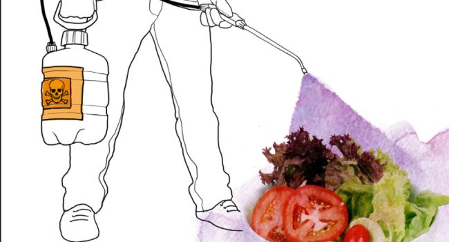 Alimentacion Ecologistas