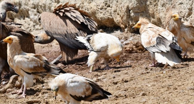 Muladares de Aragón: piezas fundamentales en la conservación de aves necrófagas