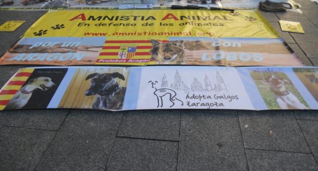 Foto: Amnistía Animal