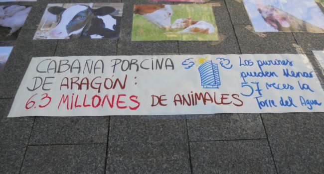 Foto: Amnistía Animal