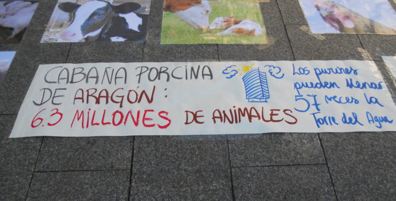 Foto: Amnistía Animal