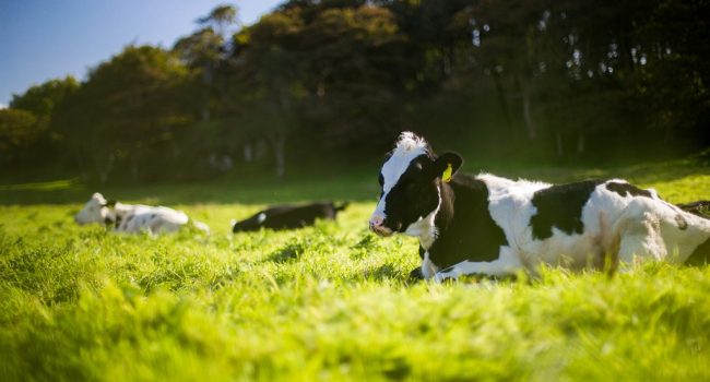 Foto: Andy Kelly unsplash