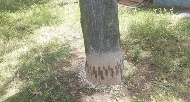 Árbol de la especie ailanto envenenado con glifosfato en el Parque Bruil de Zaragoza