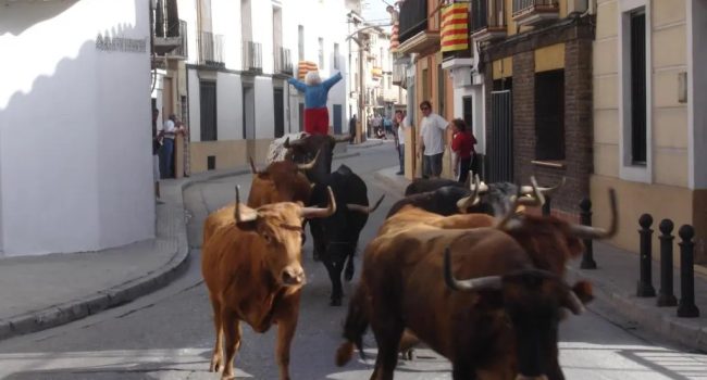 (Archivo) Encierro con reses bravas en Gelsa | Foto: CARTV