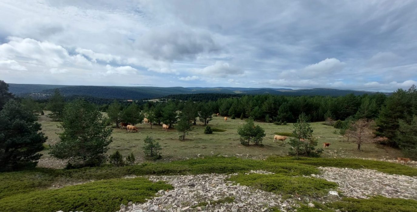 El pinar ciego en la red natura (Mosqueruela) | Foto: Joaquin Gargallo.