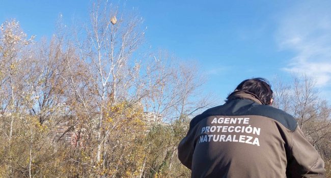 Un Agente de Protección de la Naturaleza observa el avispero | Foto: DGA