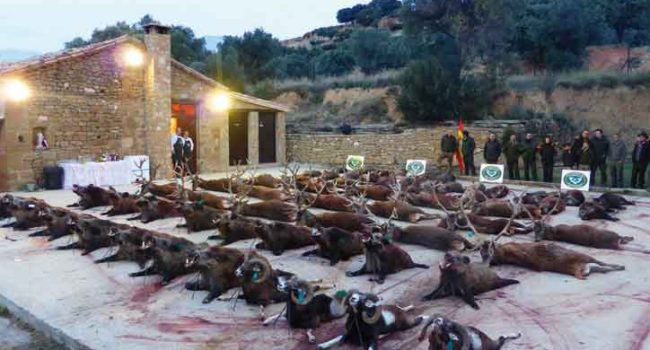 Imagen de los animales abatidos en una montería en Bastarás.