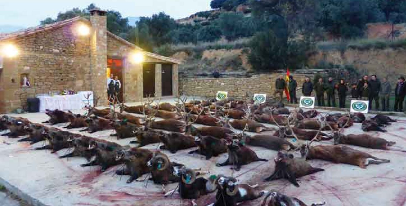 Imagen de los animales abatidos en una montería en Bastarás.