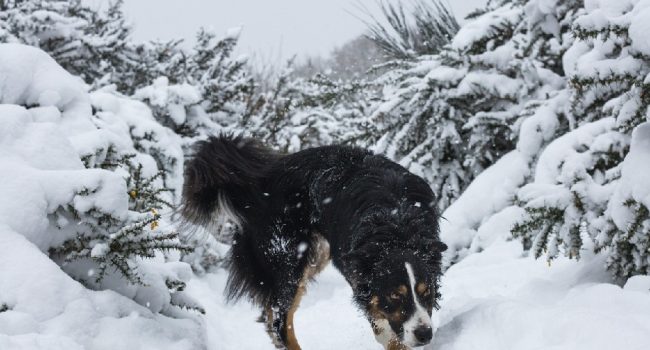 Aviso de nivel rojo por nevadas en el Pirineo