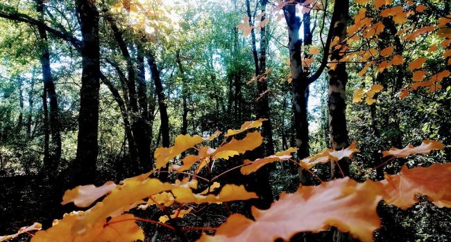 Bosque de Banastón en L'Ainsa-Sobrarbe