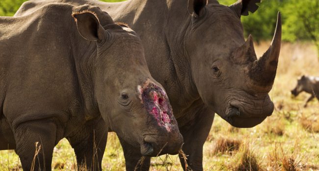 Foto: Brent Stirton. (WWF).
