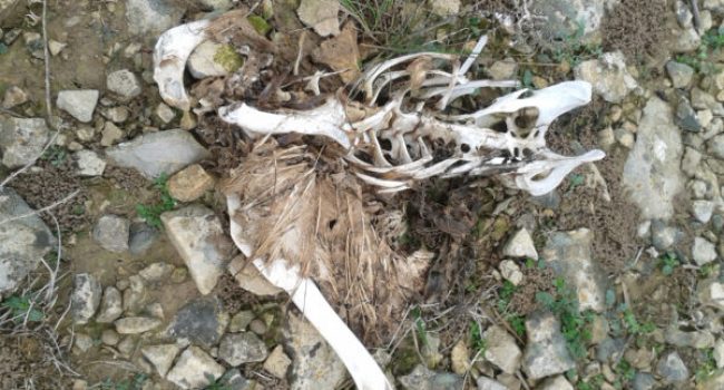 Buitre electrocutado en un tendido en Os Monegros. Foto: ©SEO/BirdLife