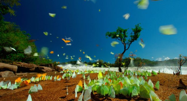 Mariposas cerca de las cataratas de Augusto en el río Juruena, en elParque Nacional de Juruena (Brasil)