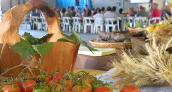 Muestra de tomate ecológico. Foto: AraInfo.