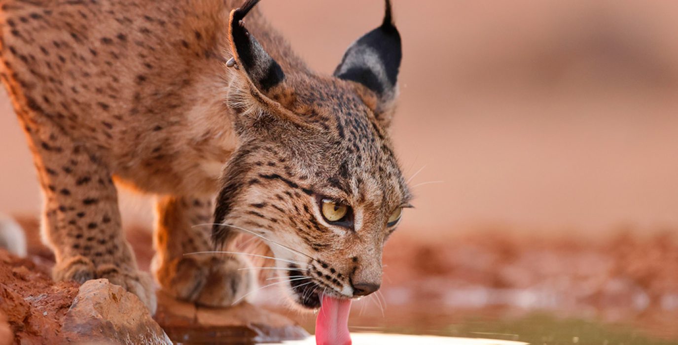 Lince ibérico