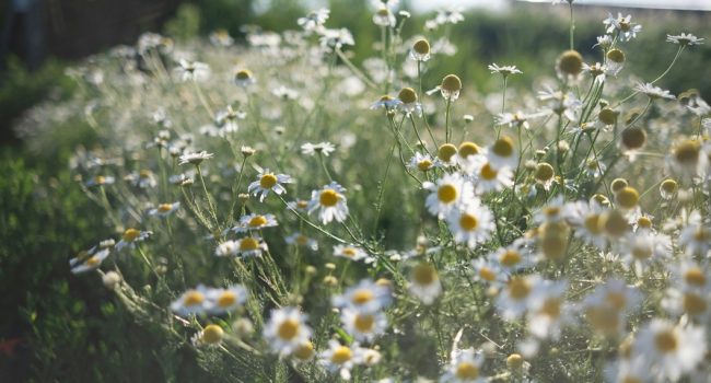 Campo de manzanilla | Foto: Boglarka Caup unsplash