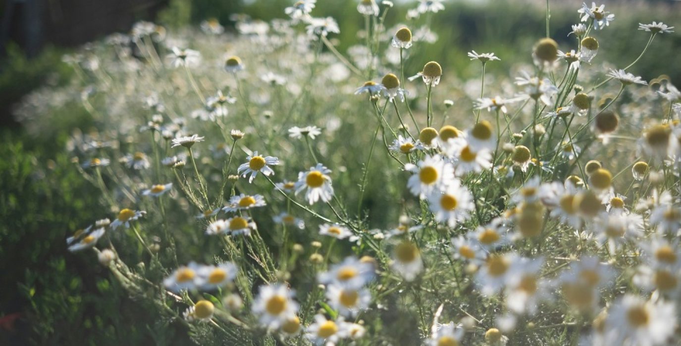 Campo de manzanilla | Foto: Boglarka Caup unsplash