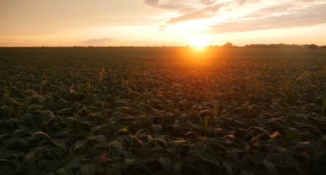 Campo de soja como problema de la deforestación