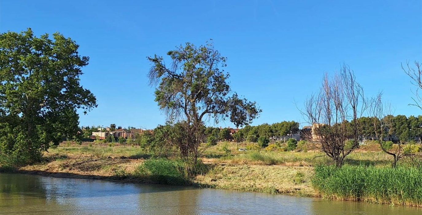 Desbroce en margen derecha del Canal Imperial en Bosque de los zaragozanos. Imagen tomada el 24 de mayo de 2025 | Foto: Amigos de la Tierra Aragón