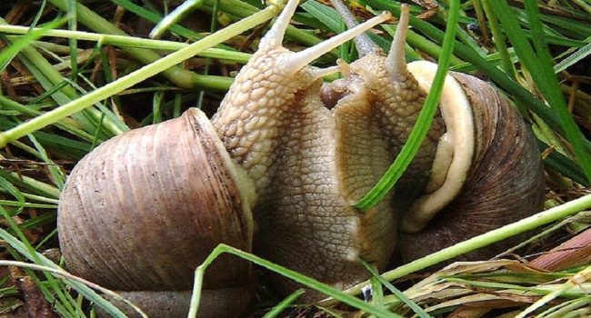 Llamamiento a evitar “la captura y consumo de caracoles colectados en el campo”