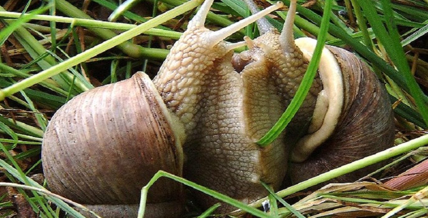 Llamamiento a evitar “la captura y consumo de caracoles colectados en el campo”