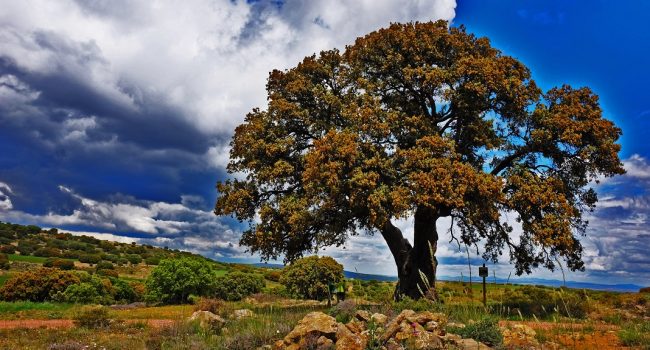 La Carrasca de los Tocones de Peracense candidata a árbol del año