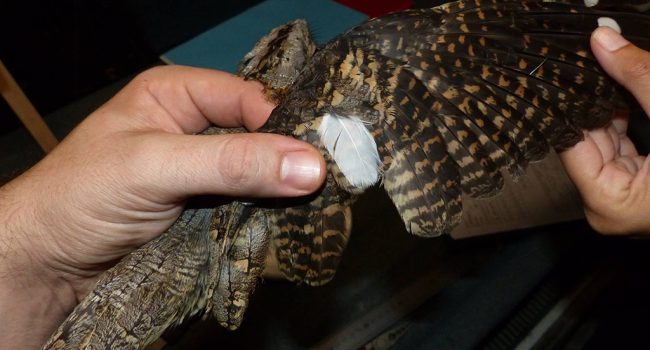 Chotacabras adulto con una pluma de vuelo leucística |Foto: Carlos Camacho