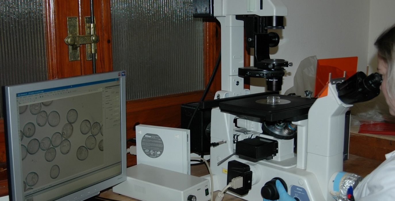 Consejo Superior de Investigaciones Científicas en Aragón trabaja en la mejora genética del trigo panadero 2