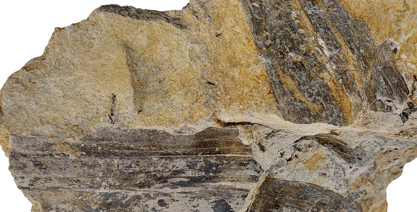 Cuatro fragmentos de hojas del género Desmiophyllum del Barremiense de Galve | Foto: Fundación Dinópolis