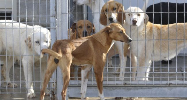 DPH_CentroRecogida_Perros_P. OTIN