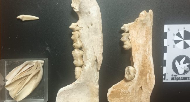 Restos fósiles hallados y preparados para ser estudiados | Foto: Grupo Aragosaurus