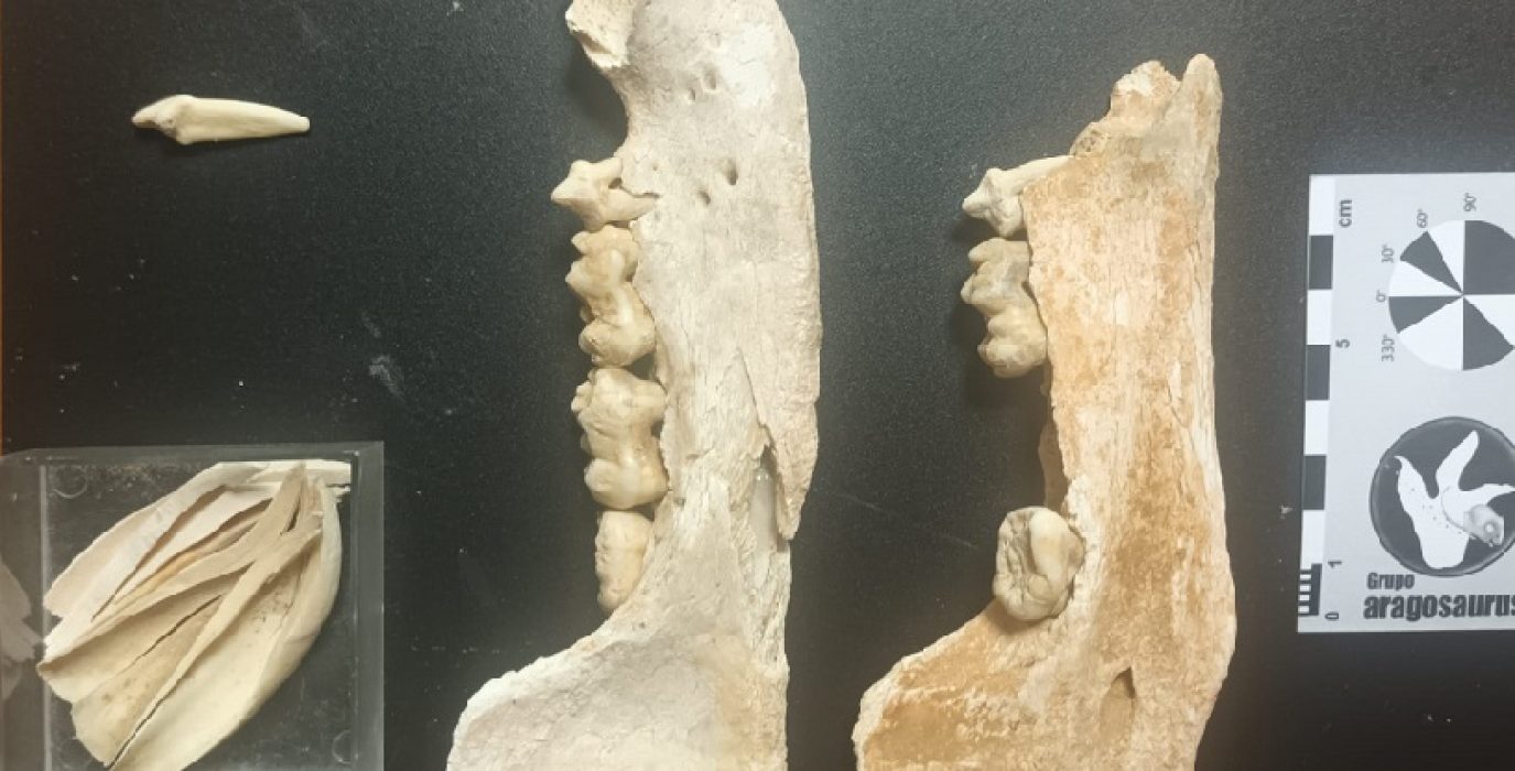 Restos fósiles hallados y preparados para ser estudiados | Foto: Grupo Aragosaurus