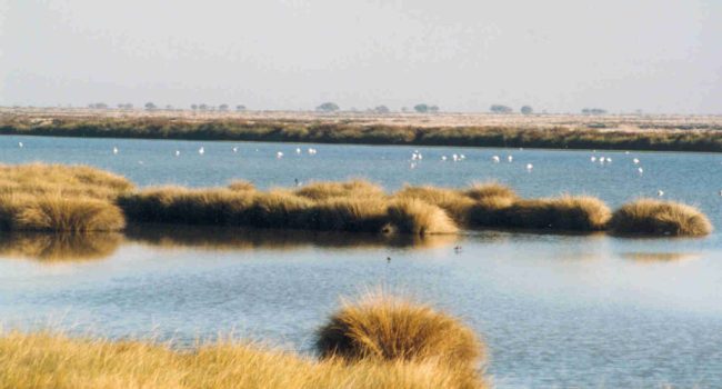 Parque de Doñana.