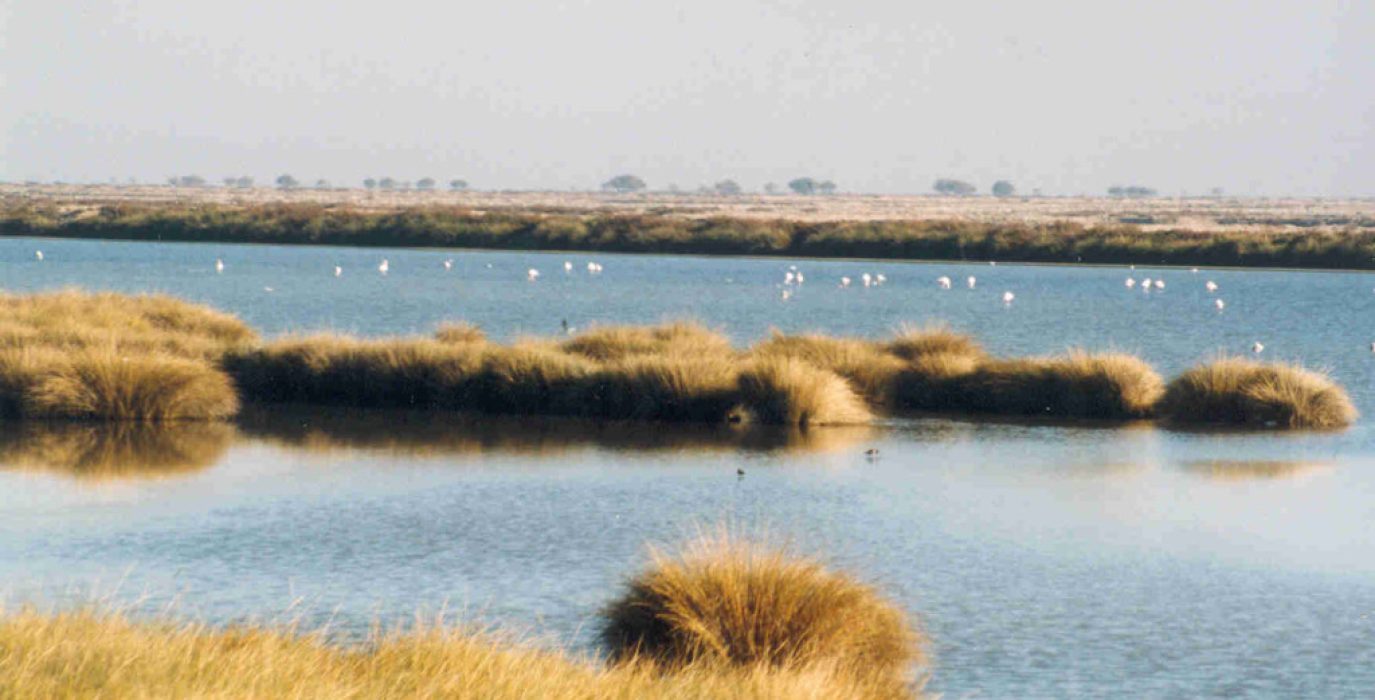 Parque de Doñana.