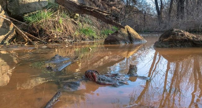 Río Cinca con vertidos