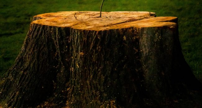 Foto: Fabricio Severo unsplash