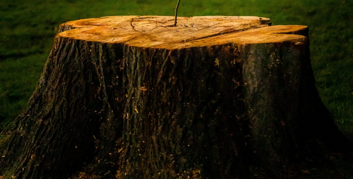 Foto: Fabricio Severo unsplash
