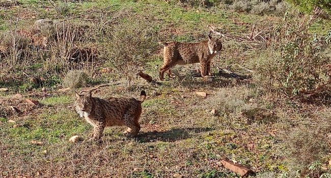Foto: Parque de Fauna La Maleza