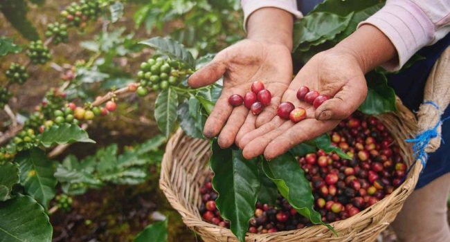El café en verde un 40% más caro en el último mes