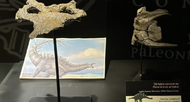 El cráneo de estegosaurio más completo de Europa ya puede verse en el Museo Aragonés de Paleontología recorte 1