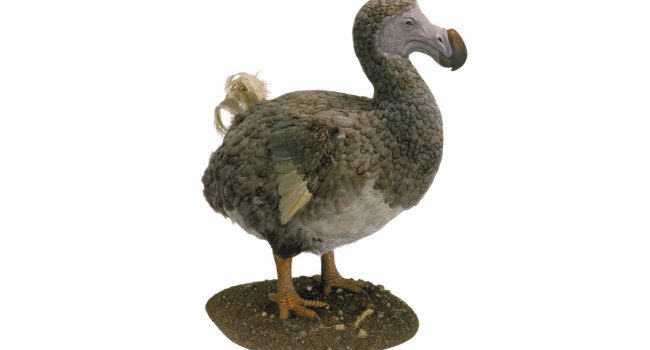 El icónico dodo de Mauricio extinto | Imagen: AMNH/C. Chesek
