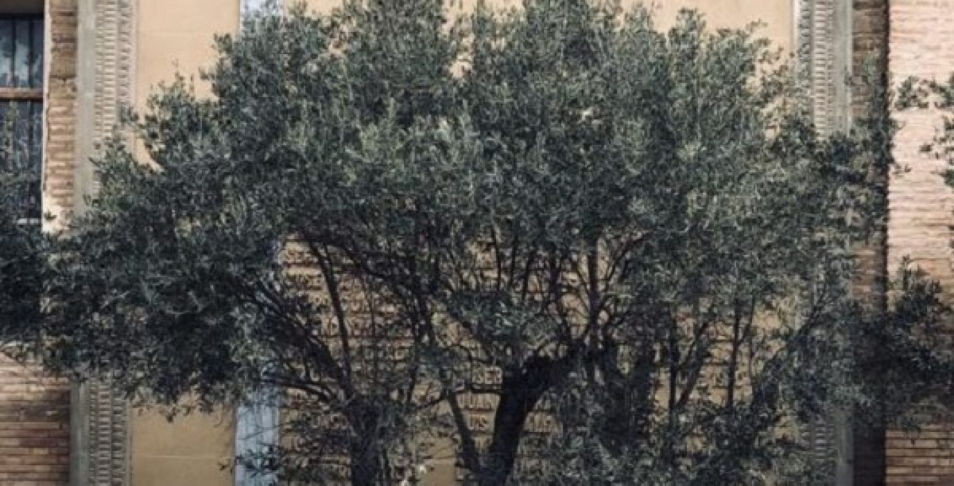 la tangente de la Ley