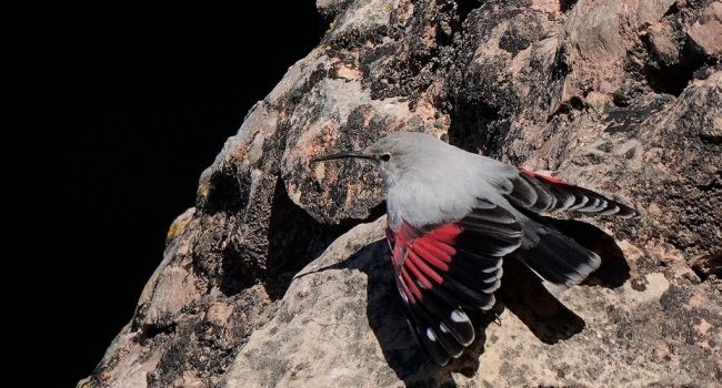 Foto: Birding Aragón