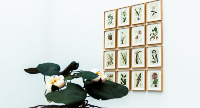 Ellas ilustran botanica CDAN Uesca 2