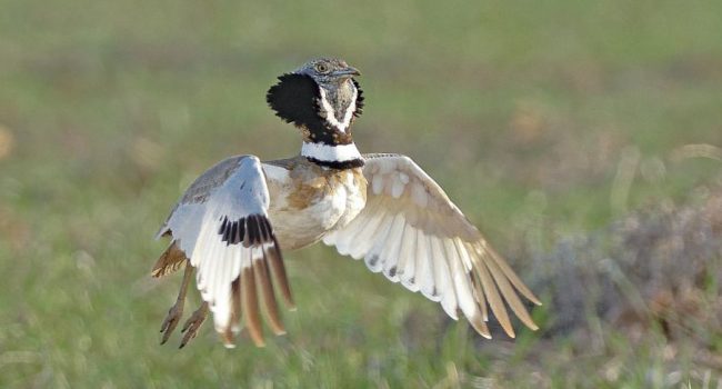 Una de las fotografías de Felipe Arauzo que se pueden ver en la exposición “Fauna de nuestra tierra”.